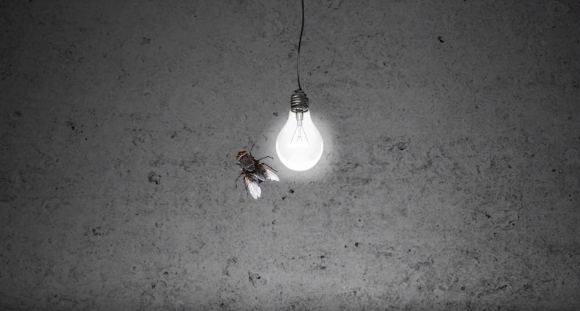 Відео: Чому комахи летять на світло