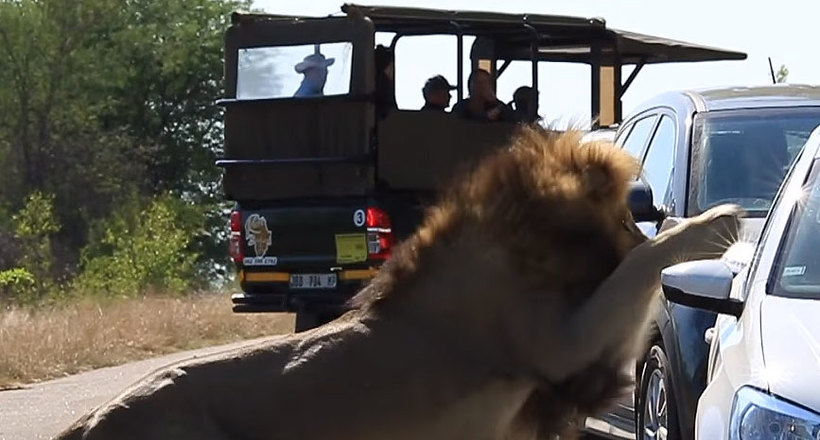 Відео: На що готовий піти лев заради уваги придивилася дами