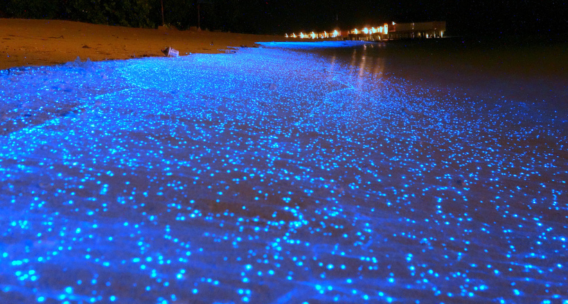 Биолюминесцентный фітопланктон — зоряне небо у морській воді