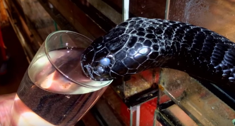 Відео: Люди дали склянку води смертоносної кобрі, яка страждає від спраги 