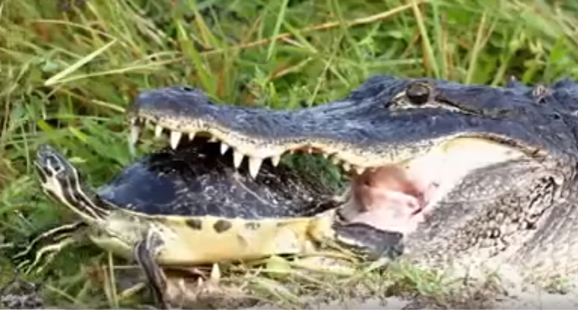 Відео: Крокодил хотів проковтнути черепаху, але та не влізла в пащу і застрягла