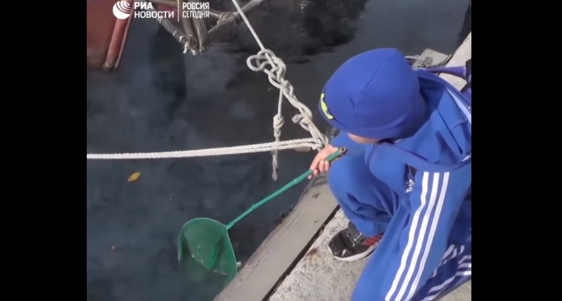Відео: Як море в Севастополі перетворилося в густий «кисіль»