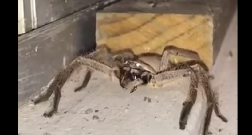Відео: Гігантський павук із страшними іклами навідався в гості до австралійці
