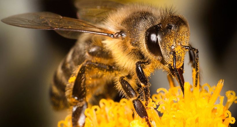 Гібридна бджола-вбивця: на її совісті вже 300 життів, і її не зупинити 