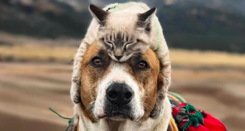 20 епічних фото собаки і кішки, які знають, що таке круті подорожі 