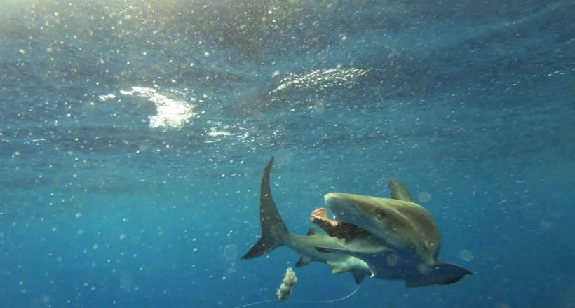 Відео: Навіщо акула випльовує свій шлунок, і що відбувається далі