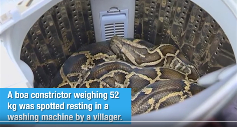 Відео: Жінка хотіла випрати, але машинка була вже зайнята 26-кілограмовим удавом