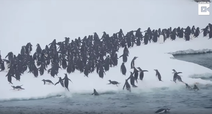 Відео: Натхнені пінгвіни дружно вистрибують з океану