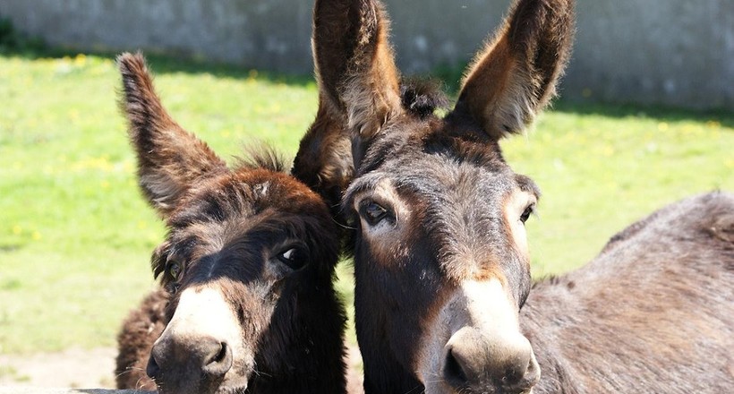 В Індії ослики з'їли дорогі саджанці, і їх посадили у в'язницю