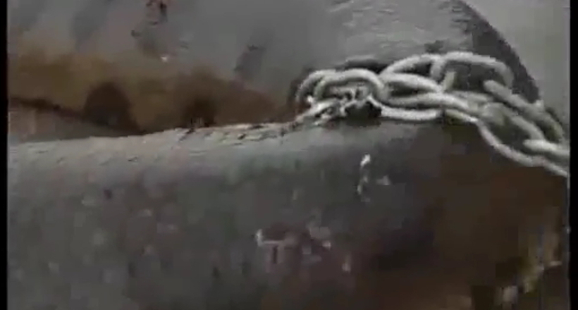 Відео: Як виглядає найбільша змія у світі