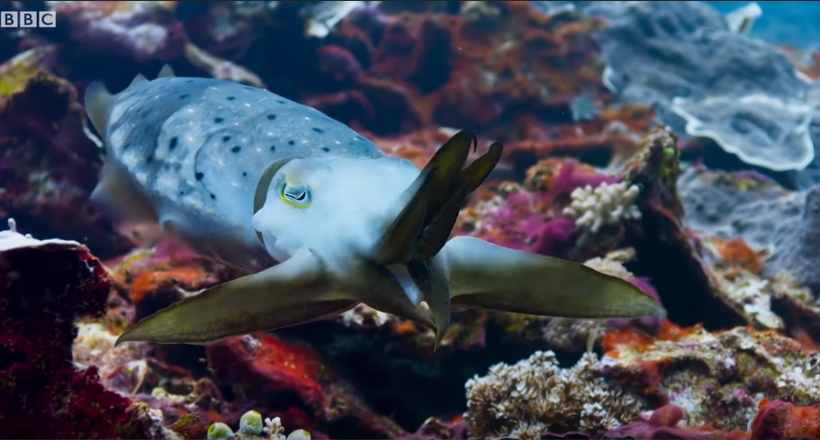 Відео: Як каракатиця, найталановитіший морський хижак, гіпнотизує крабів