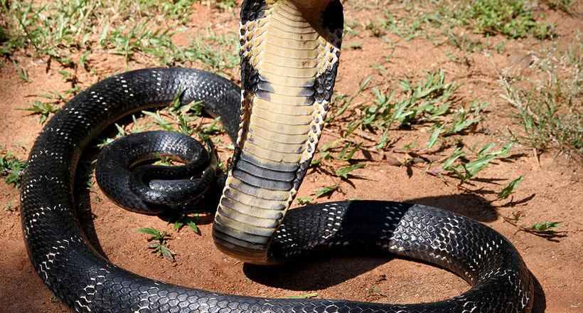 Відео: Як отруйна кобра готувалася пообідати пітоном