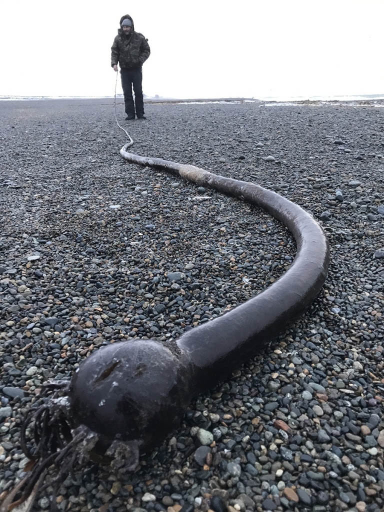 Узбережжі Чукотки атакували мерзенні 25-метрові «морські змії», налякали жителів