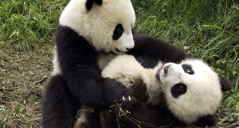 Наймиліше відео: як панди допомагають один одному забратися на дерево
