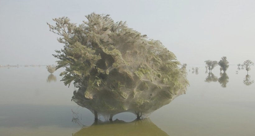Як виникли дерева-привиди в Пакистані