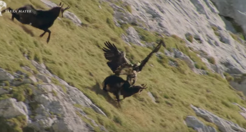 Відео: Запекла сутичка орла і сарни, яку неможливо забути