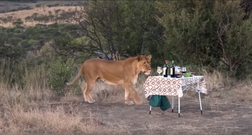Відео: Вишукані дами-левиці зайшли до туристів на келих вина