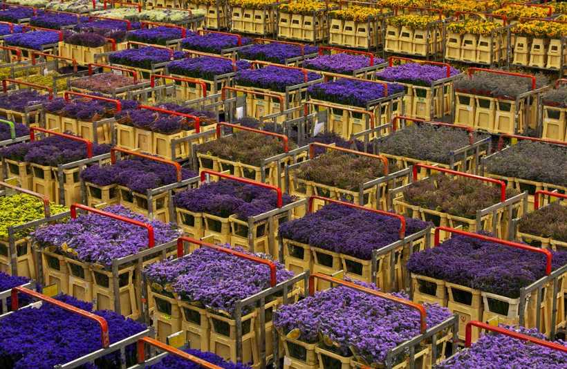 Запаморочливий квітковий аукціон в Голландії для цінителів зі всього світу