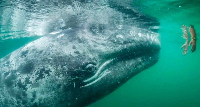 National Geographic обрав найкращі фото 2017 року