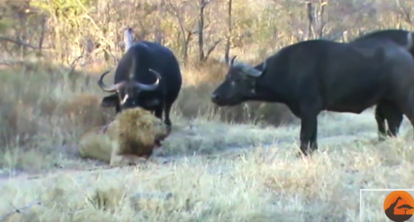 Старого лева мало не вбили два молодих самця, але на підмогу прийшов стадо буйволів
