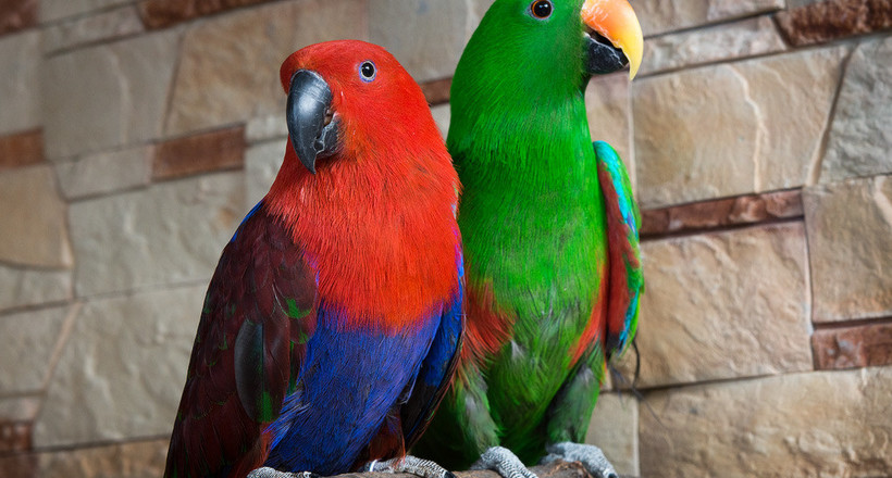 Дивна парочка: благородні зелено-червоні папуги і хитрості в період розмноження