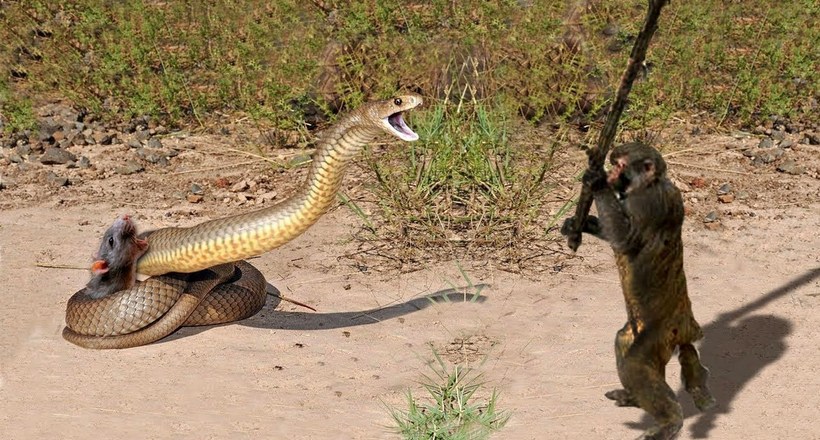 Відео: неймовірні випадки, коли тварини рятували один одного