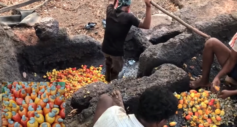 Відео: Як добувають, обробляють горіхи кешью і роблять напій фенні