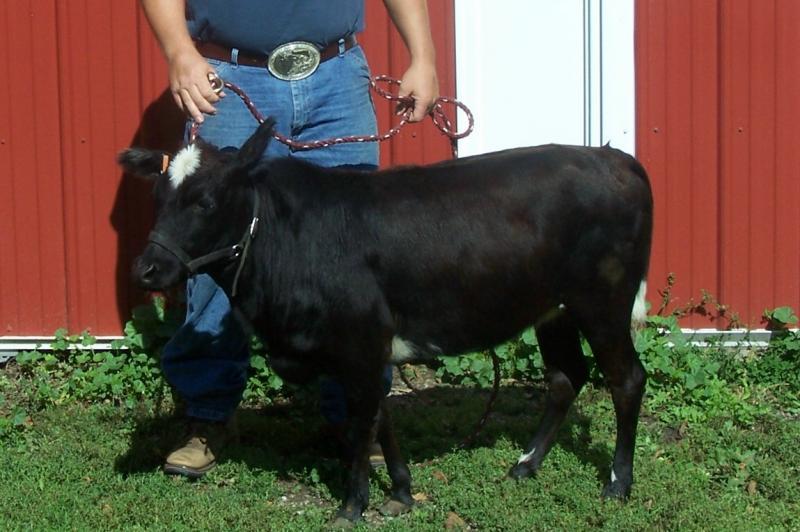 Корова розміром з собаку...: американець виводить новий вид домашніх вихованців