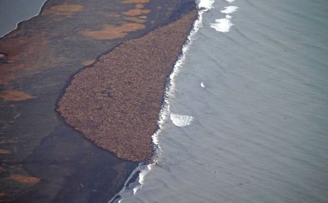 Масове скупчення моржів на узбережжі Аляски через танення льодів