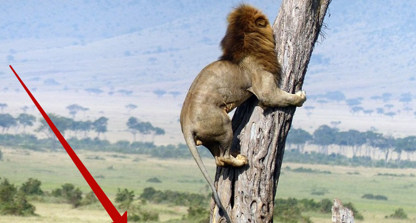 6 фото про те, як лев рятувався від стада буйволів, видираючись на дерево 