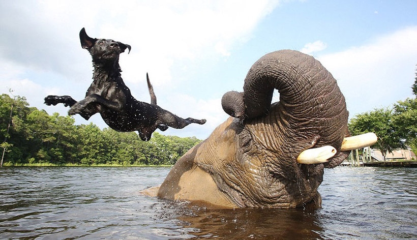 Чарівна дружба слона і пса: тварин зрадили люди, і вони подружилися