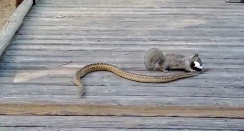 Відео: як білка вступає в сутичку зі змією і перемагає