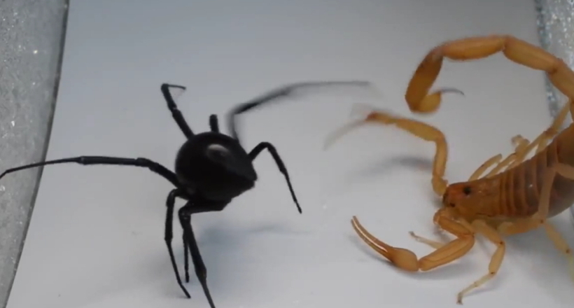Відео: смертельна сутичка скорпіона і чорної вдови