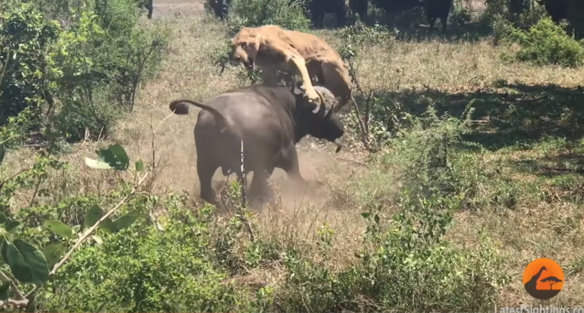 Відео: Хижакам теж деколи випадає роль жертви — буйвол атакував сплячу левицю 