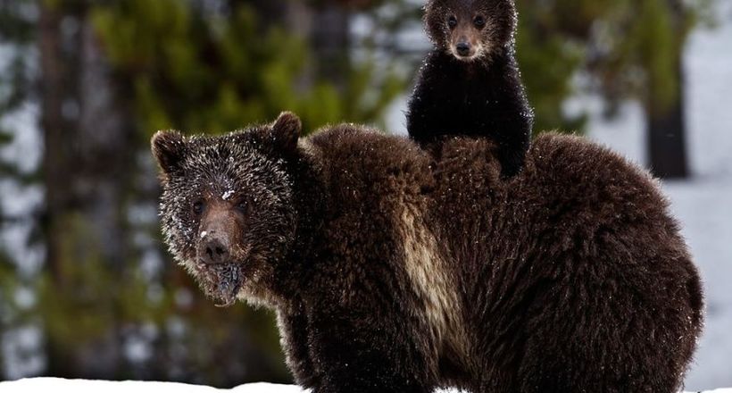 Відео: Вовки оточили ведмедицю з малюками, але на допомогу косолапым прийшов лісничий