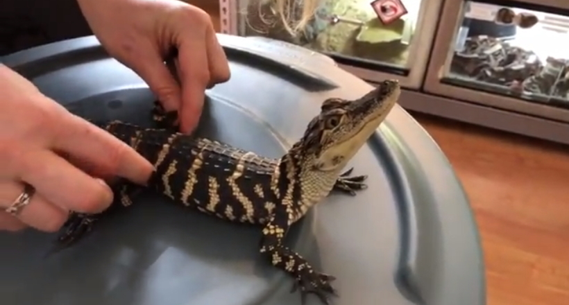 Відео: Малюк-крокодильчик мурчить як котик, коли йому чухають спинку