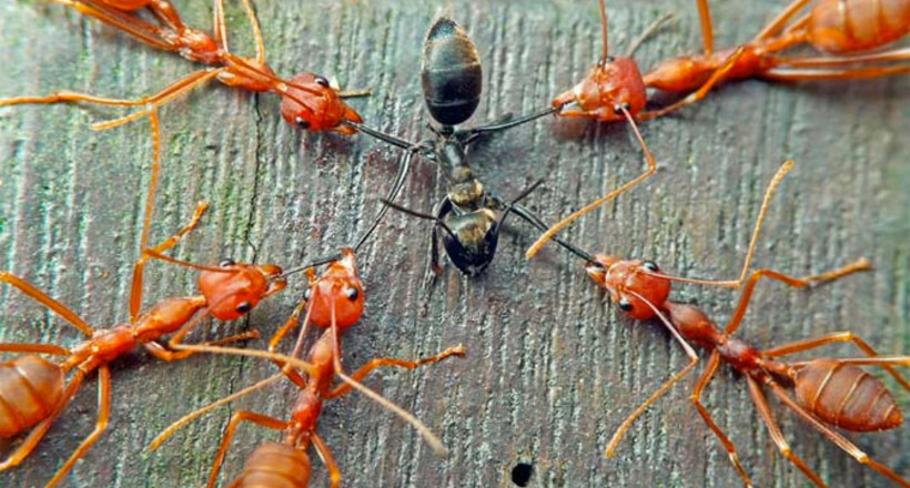 Відео: Шалений бій двох колоній мурашок, від якого стає страшно