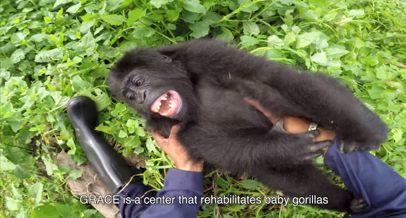 Відео: Рідкісна горила, чий вид знаходиться під загрозою зникнення, сміється від лоскоту