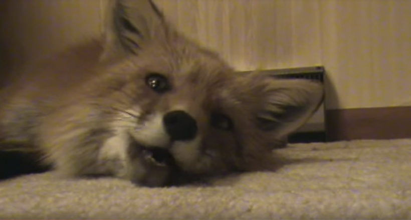 Відео: Лисичка дуже зворушливо співає своїм рятівникам