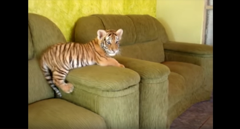 Відео: Хто пояснить тигренку, що потрібно вести себе як хижак, а не як собака