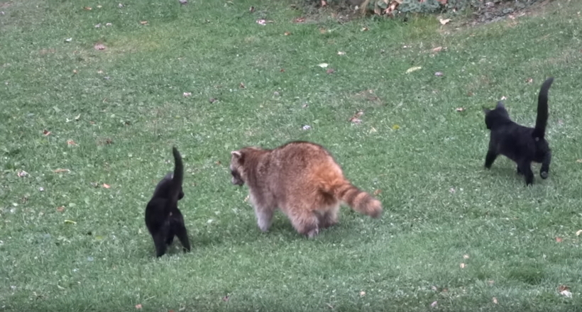 Відео: Сліпий єнот врятував двох кошенят, які тепер не відходять від нього ні на крок