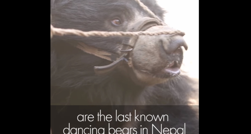 Відео: Врятовано нещасні «танцюючі ведмеді» — учасники жорсткої традиції в Непалі 