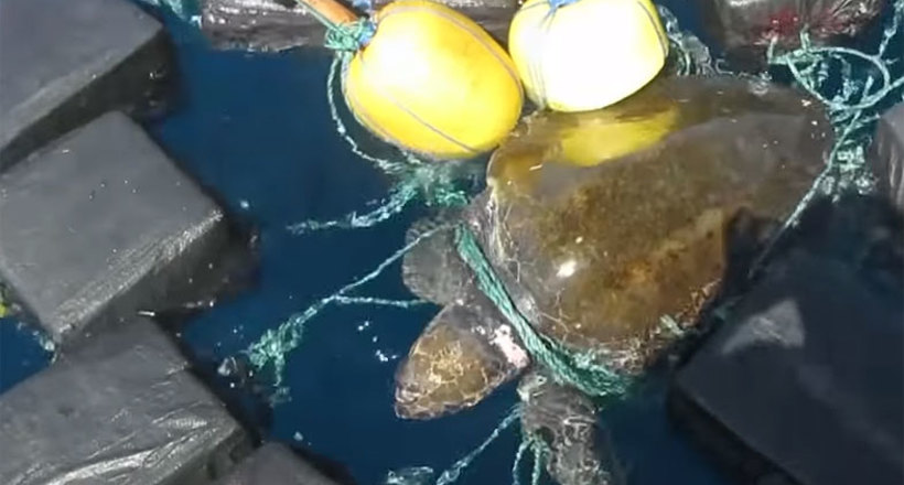 Відео: Порятунок черепахи, що застрягла серед тюків з кокаїном