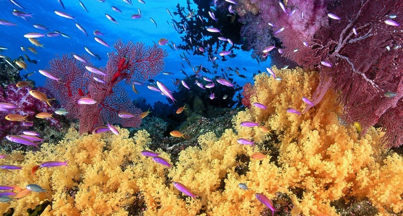 Безсмертя існує: в океані живуть тварини, здатні жити вічно