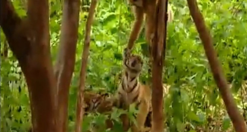 Відео: Мавпа дражнить тигренят, смикаючи їх за хвости і змушуючи ганятися за нею