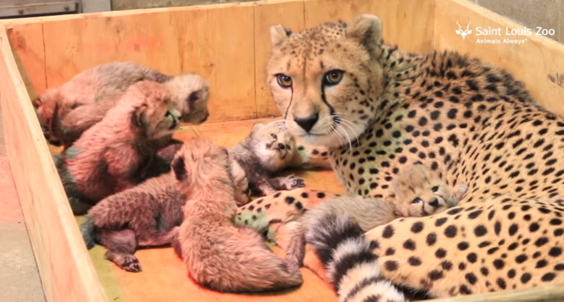 Відео: Самка гепарда потрясла всіх, вперше в історії народивши відразу 8 малюків