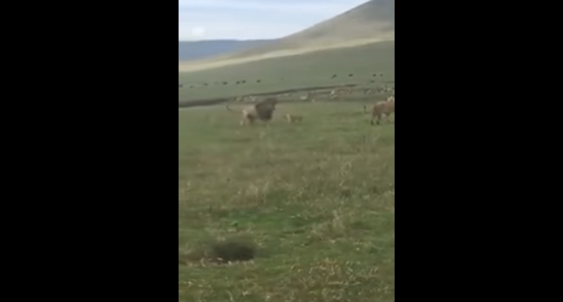 Відео: Маленька собака напала на лева з левом і прогнала їх