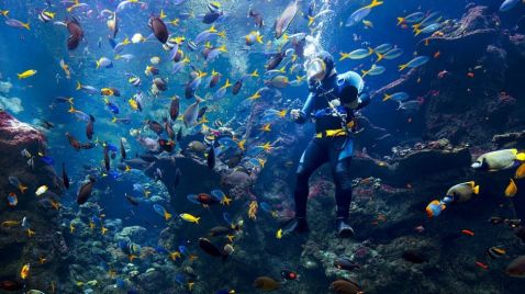 30 неймовірних знімків коралових рифів, де відчуваєш себе як вдома