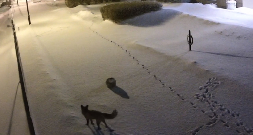 Відео: Сова зустріла лисицю посеред зимової ночі в Канаді — хто ким хотів повечеряти