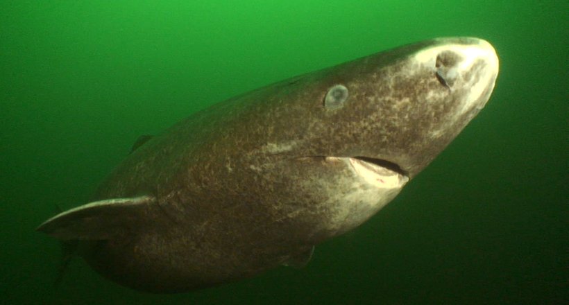 Відео: У Атлантиці спіймали акулу, якій 512 років